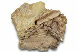 Dinosaur Tendons and Partial Ribs in Sandstone - Wyoming #264896-1